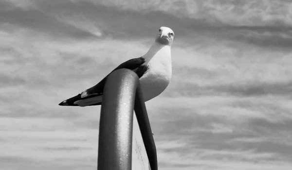 Pescadores Seus Arrastões Vêm Através Dos Portões Bloqueio Cardiff Bay — Fotografia de Stock