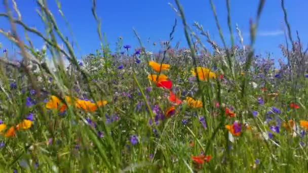 美しい夏の花 野の花の牧草地の自然背景 自然と野の花の背景 強風の中 青空の上に野花を咲かせ ふわふわの白い雲が動いています 草地ミックス コーンフラワー ケシとマリーゴールド — ストック動画