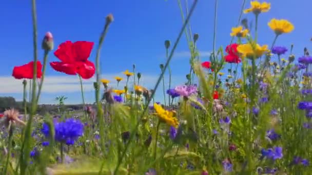 美しい夏の花 野の花の牧草地の自然背景 自然と野の花の背景 強風の中 青空の上に野花を咲かせ ふわふわの白い雲が動いています 草地ミックス コーンフラワー ケシとマリーゴールド — ストック動画