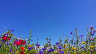 Güzel yaz çiçeklerinin doğa arka planı, kır çiçeği çayırı. Doğa ve kır çiçeği geçmişi. Yukarıdaki mavi gökyüzü ve güçlü esintide hareket eden tüylü beyaz bulutlarla tarladaki kır çiçeklerini kapatın. Meadow mix, cornflower, gelincik ve kadife çiçeği.