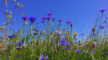 Güzel yaz çiçeklerinin doğa arka planı, kır çiçeği çayırı. Doğa ve kır çiçeği geçmişi. Yukarıdaki mavi gökyüzü ve güçlü esintide hareket eden tüylü beyaz bulutlarla tarladaki kır çiçeklerini kapatın. Meadow mix, cornflower, gelincik ve kadife çiçeği.