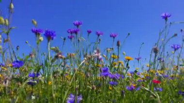 Güzel yaz çiçeklerinin doğa arka planı, kır çiçeği çayırı. Doğa ve kır çiçeği geçmişi. Yukarıdaki mavi gökyüzü ve güçlü esintide hareket eden tüylü beyaz bulutlarla tarladaki kır çiçeklerini kapatın. Meadow mix, cornflower, gelincik ve kadife çiçeği.
