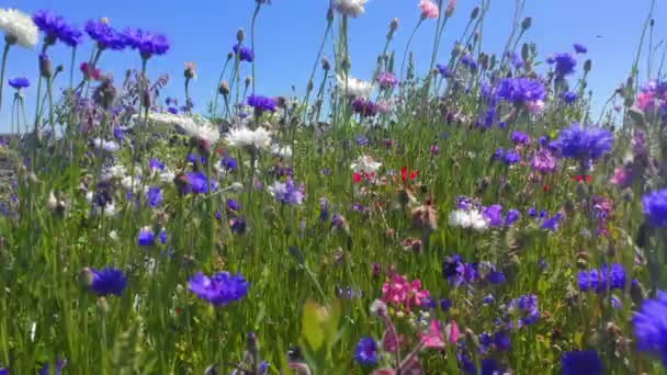 Φύση Ιστορικό Των Όμορφων Καλοκαιρινών Λουλουδιών Λιβάδι Αγριολούλουδα Φύση Και — Αρχείο Βίντεο