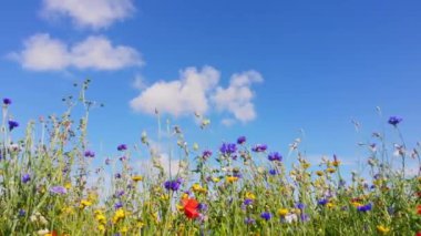 Güzel yaz çiçeklerinin doğa arka planı, kır çiçeği çayırı. Doğa ve kır çiçeği geçmişi. Yukarıdaki mavi gökyüzü ve güçlü esintide hareket eden tüylü beyaz bulutlarla tarladaki kır çiçeklerini kapatın. Meadow mix, cornflower, gelincik ve kadife çiçeği.