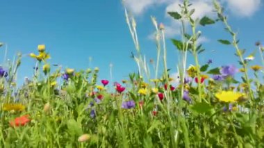 Güzel yaz çiçeklerinin doğa arka planı, kır çiçeği çayırı. Doğa ve kır çiçeği arka planı. Yukarıdaki mavi gökyüzü ve güçlü esintide hareket eden tüylü beyaz bulutlarla tarladaki kır çiçeklerini kapatın. Meadow mix, cornflower, gelincik ve kadife çiçeği.