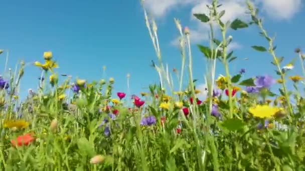 美しい夏の花 野の花の牧草地の自然背景 強風の中 青空の上に野花を咲かせ ふわふわの白い雲が動いています 草地ミックス コーンフラワー ケシとマリーゴールド — ストック動画