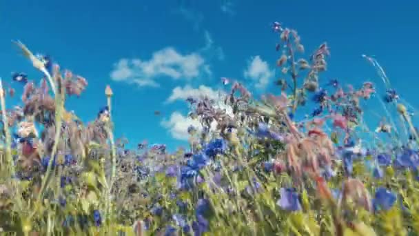 美しい夏の花 野の花の牧草地の自然背景 強風の中 青空の上に野花を咲かせ ふわふわの白い雲が動いています 草地ミックス コーンフラワー ケシとマリーゴールド — ストック動画