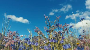 Güzel yaz çiçeklerinin doğa arka planı, kır çiçeği çayırı. Doğa ve kır çiçeği arka planı. Yukarıdaki mavi gökyüzü ve güçlü esintide hareket eden tüylü beyaz bulutlarla tarladaki kır çiçeklerini kapatın. Meadow mix, cornflower, gelincik ve kadife çiçeği.