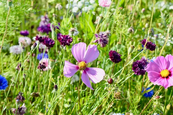 自然背景 野の花 野の花の牧草地 英国の田舎のフィールドで見つかった多色の野生の花のミックス コーンフラワー メドウスイート 牛パセリ マリーゴールドの品種 — ストック写真