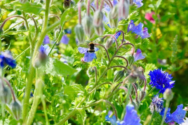 Nature Background Wildflowers Wildflower Meadow Mix Multicoloured Wild Flowers Found — Stock Photo, Image