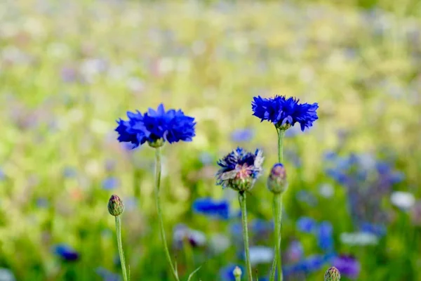 Natuur Achtergrond Wilde Bloemen Wilde Bloem Weide Mix Van Veelkleurige — Stockfoto