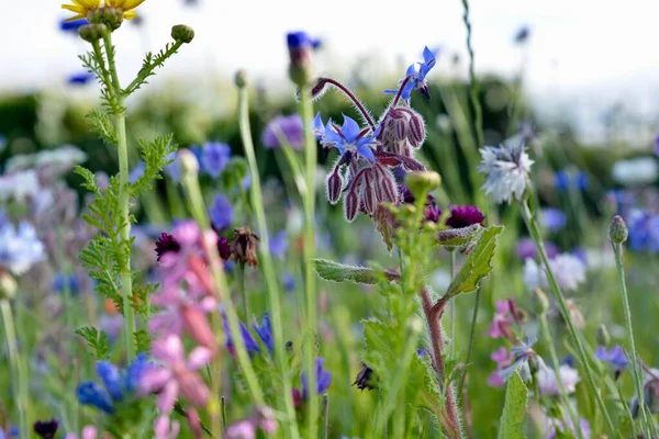 Nature Background Wildflowers Wildflower Meadow Mix Multicoloured Wild Flowers Found — Stock Photo, Image