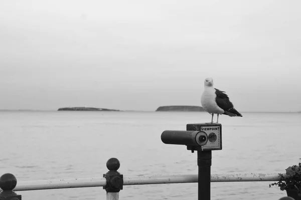 Soleil Est Couché Les Gens Profitent Une Promenade Début Soirée — Photo