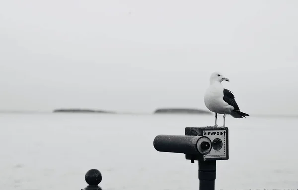 Soleil Est Couché Les Gens Profitent Une Promenade Début Soirée — Photo