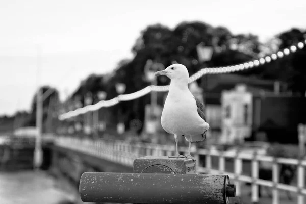 Soleil Est Couché Les Gens Profitent Une Promenade Début Soirée — Photo