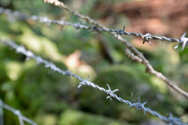 Abergavenny 'de Brecon Beacons' a giden popüler bir yürüyüş rotasında bir orman patikası. Ağaçlar sarmaşıkla kaplı ve eski taş duvarlarda yosun var. Işık gölgeliklerde yanıp sönüyor.