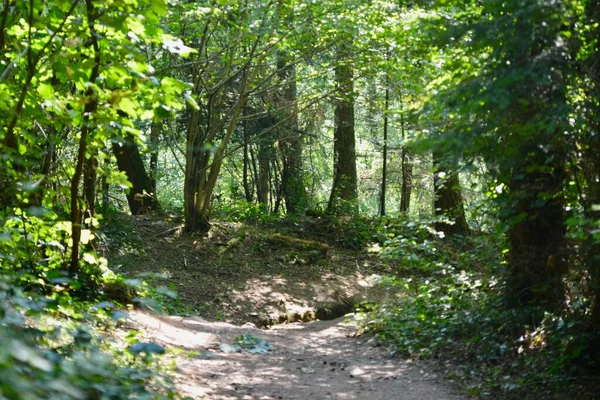 A woodland trail in Abergavenny on a popular hiking route leading up to the Brecon Beacons. The trees are covered in ivy and there is moss on the old stone walls. Light flickers through the canopy