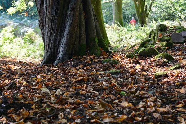 Осенний Пейзаж Дерево Леса Пролил Свои Листья Зимы Пол Покрыт — стоковое фото