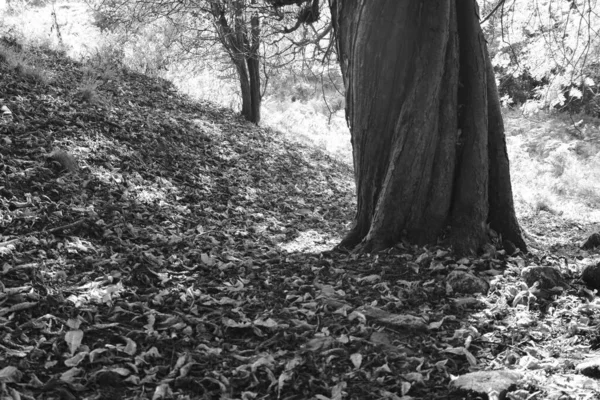 Jesienny Krajobraz Leśne Drzewo Zrzuciło Liście Zimę Podłoga Pokryta Jest — Zdjęcie stockowe
