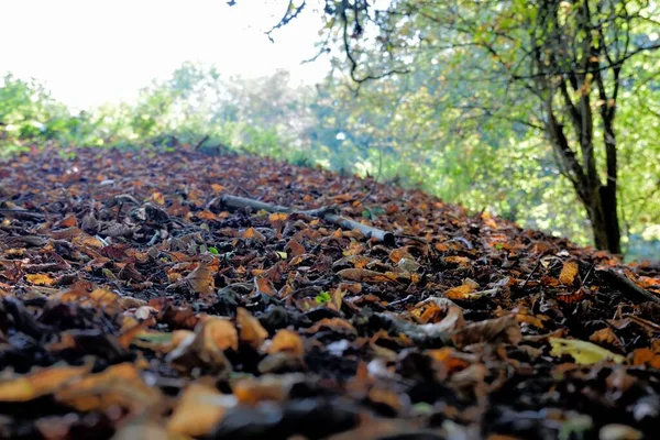 Paisagem Outono Esta Árvore Bosque Derramou Suas Folhas Para Inverno — Fotografia de Stock