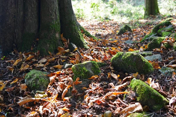 Осенний Пейзаж Дерево Леса Пролил Свои Листья Зимы Пол Покрыт — стоковое фото