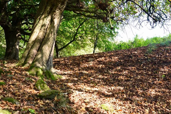 Paisaje Otoñal Este Árbol Arbolado Arrojado Sus Hojas Para Invierno — Foto de Stock