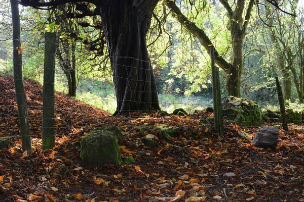 Podzimní Krajina Tento Lesní Strom Prolil Své Listy Zimu Podlaha — Stock fotografie