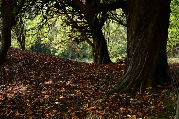 Herbstlandschaft Dieser Waldbaum Hat Seine Blätter Für Den Winter Abgelegt — Stockfoto