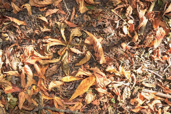 秋の紅葉 秋の葉の質感と背景 森の床に秋の葉の自然なクローズアップショット 黄金のオレンジの葉は上の木から落ちており 夏の終わりには木の床に横たわっています — ストック写真