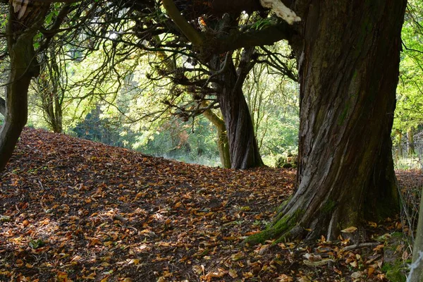 Herbstlandschaft Dieser Waldbaum Hat Seine Blätter Für Den Winter Abgelegt — Stockfoto