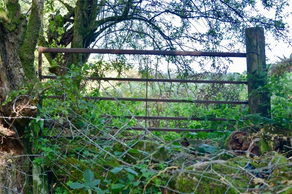 Sendero Forestal Abergavenny Una Popular Ruta Senderismo Que Conduce Los — Foto de Stock