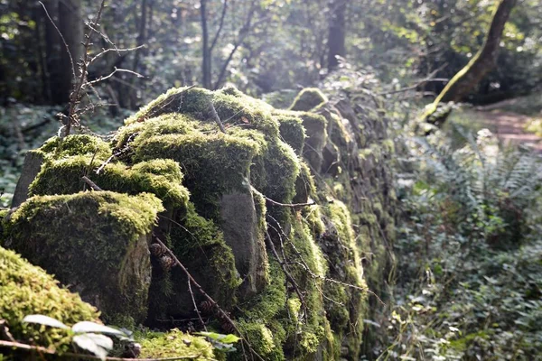 Sendero Forestal Abergavenny Una Popular Ruta Senderismo Que Conduce Los — Foto de Stock