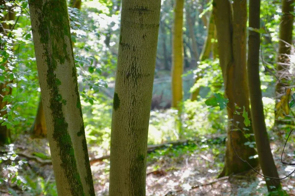 Uma Trilha Florestal Abergavenny Uma Rota Caminhadas Popular Que Leva — Fotografia de Stock