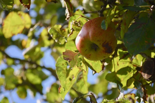 Manzano Con Fruta Madura Listo Para Recoger Caer Bajo Sol —  Fotos de Stock