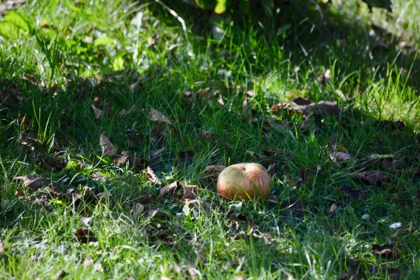 Almafa Érett Gyümölccsel Készen Áll Őszi Napsütésre — Stock Fotó