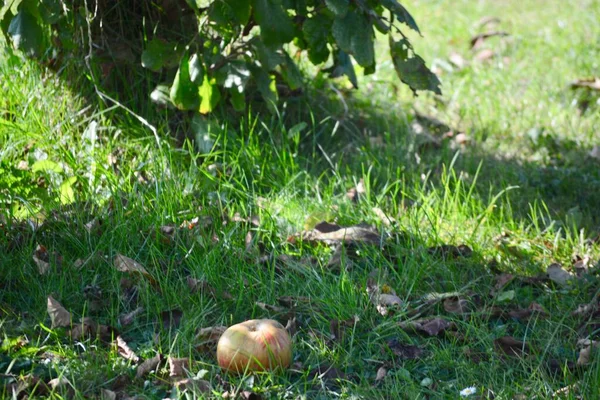 Manzano Con Fruta Madura Listo Para Recoger Caer Bajo Sol —  Fotos de Stock