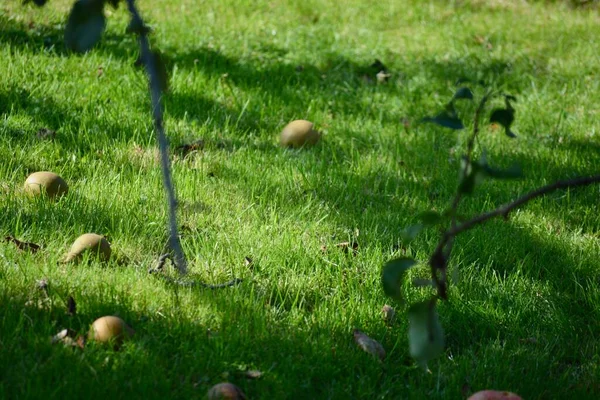 Äppelträd Med Mogen Frukt Redo Att Plocka Eller Falla Höstsolen — Stockfoto