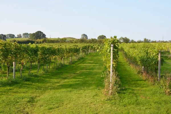 アバガヴニー モンマスシャー ウェールズ 2020年9月20日 白城のウェールズのブドウ畑 地元のワイン生産のためのブドウを生産するワイン 秋の日差しの中の植物の列 — ストック写真