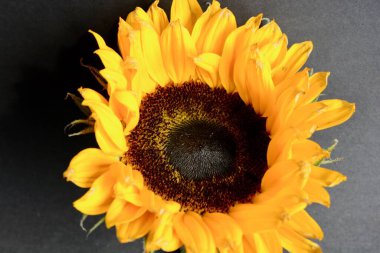 Güzel bir ayçiçeği başı, parlak sarı yaprakları ve mavi bir arka planı olan koyu renkli bir merkezi var.