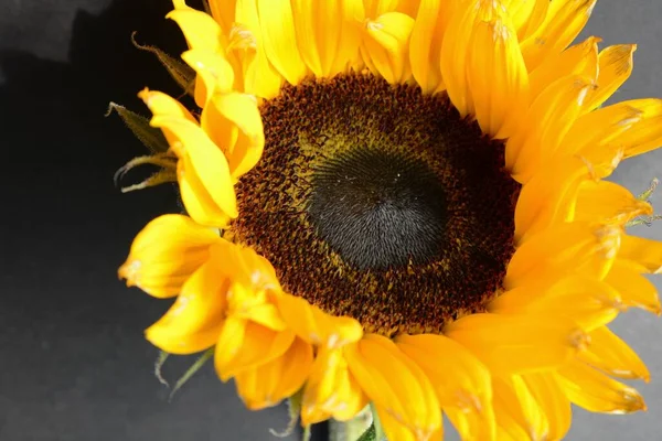 Ein Schöner Sonnenblumenkopf Mit Leuchtend Gelben Blütenblättern Und Einem Dunklen — Stockfoto