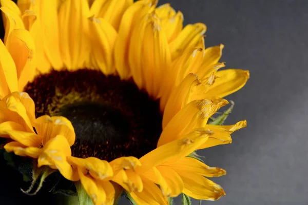 Ein Schöner Sonnenblumenkopf Mit Leuchtend Gelben Blütenblättern Und Einem Dunklen — Stockfoto