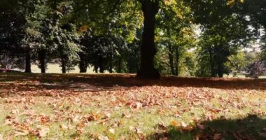 Sonbahar geldi ve yapraklar ağaçlardan düşmeye başladı. Hafif bir esinti çimenlerin üzerinde yaprakları savurur. 