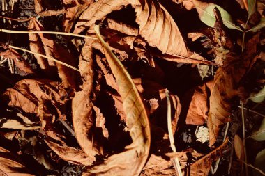 Ormanın zemininde altın sonbahar yaprakları mevsimlik arka planlarında sonbaharın ılık renklerinde