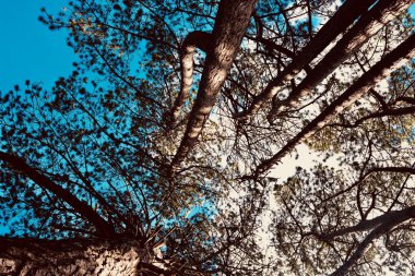 Sonbaharda yaprakların renk değiştirmesi ve bulutlu mavi gökyüzü ile tepedeki ağaç tepe örtülerine bakıyorum. Canlı renkler ve güneş ışığı gökyüzüne karşı güzel desenler yaratır..