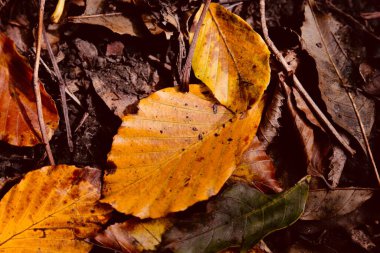 Ormanın zemininde altın sonbahar yaprakları mevsimlik arka planlarında sonbaharın ılık renklerinde
