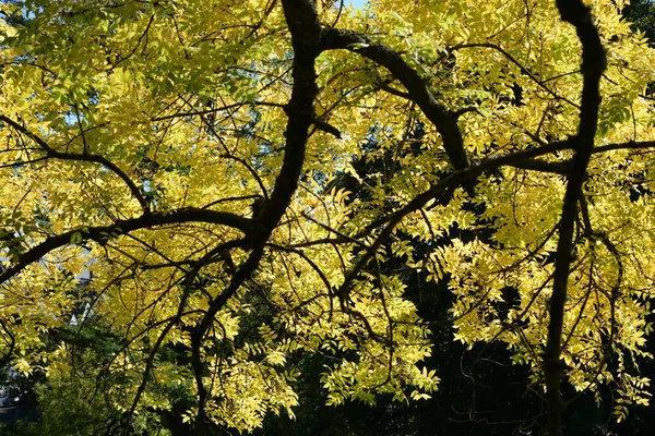 Patrząc Korony Drzew Jesienią Liśćmi Zmieniającymi Kolor Zachmurzone Błękitne Niebo — Zdjęcie stockowe