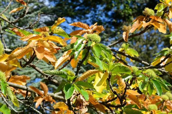 秋が近づくにつれて森や森が歩いていきます 葉は落ち始め 金色のカーペットで床を覆います — ストック写真