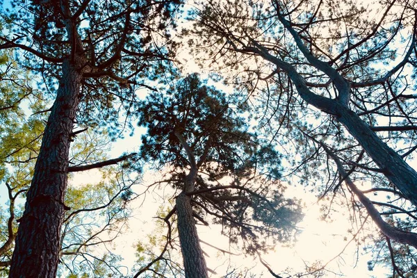 Looking up at tree canopies overhead in Autumn with leaves changing colour and cloudy blue skies. Vibrant colours and sunshine create beautiful patterns against the sky.