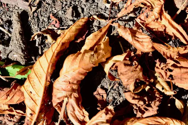 Gouden Herfstbladeren Bosbodem Seizoensgebonden Natuur Met Warme Herfstkleuren — Stockfoto