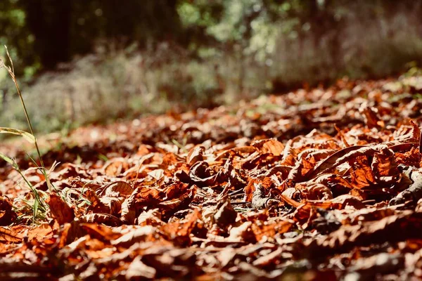 黄金の秋は森の床に残し 秋の暖かい色の季節の自然背景 — ストック写真